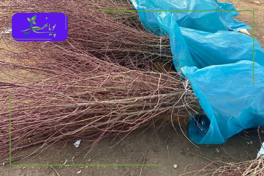 خرید نهال بادام از مراکز معتبر