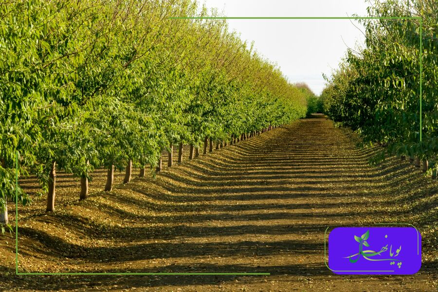 کاشت نهال بادام دیم