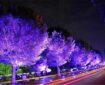 نورهای نوروزی خواب درختان بلوار کشاورز را گرفت