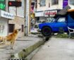 هزینه میلیاردی سگ های بلاصاحب تهران/ راهکار جدید شهرداری برای کاهش موش