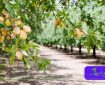 معمای بادام‌ کاری در اقلیم ایران: رمزگشایی از کشت دیم تا سودآوری بی‌ سابقه با نهال‌ های پویا نهال
