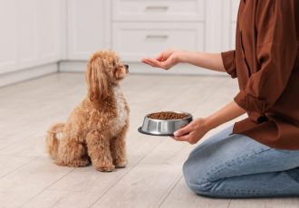 تغذیه‌ درست سگ‌ ها از نگاه دامپزشک ‌ها