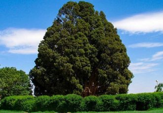 حیات پیرترین جاندار ایران به خطر افتاد؟